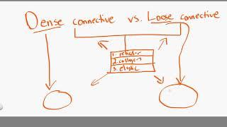 dense connective vs loose connctive