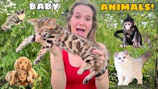 ALL MY BABY ANIMALS IN ONE VIDEO!