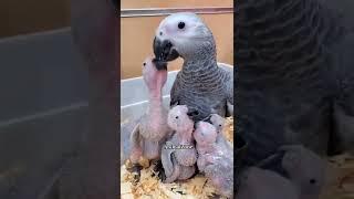 African gray mom perrot  feeding baby |african grey parrot  baby feeding | parrot feeding baby food