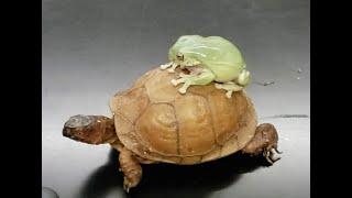 Frog Riding Turtle