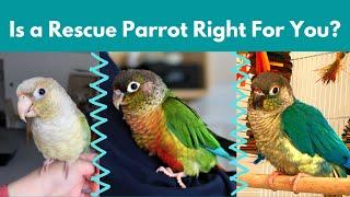 Is a Rescue Parrot Right For You? | BirdNerdSophie