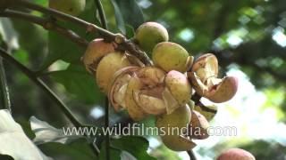 Fruits of Aphanamixis polystachya or Pithraj tree