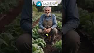 Огурцы растут как на дрожжах — натуральная подкормка, которая творит чудеса #огурцы #подкормка