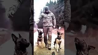 #tacticalshooter #dog #dogs #k9 #foryou #usa #tacticalk9 #shortsvideo #shortvideo #belgianmalinois