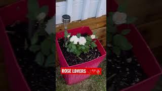 ROSE LOVERS ️ ROSE GARDEN ️ PLANTS LOVER ️ MAY LIBRENG DILIG NG ULAN / Vlog #KK277