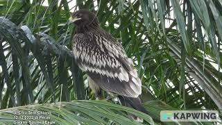 Greater Spotted Eagle @ Chiu S C 7794