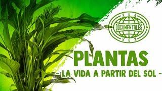 Plantas - La Vida a partir del Sol - Documental Completo en Español