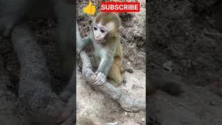 hungry baby monkey asking for food #shortsviral #hungry #monkeyvideo