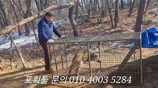 보급형 멧돼지 포획틀에 증동리2마리째(문의 010 4003 5284)