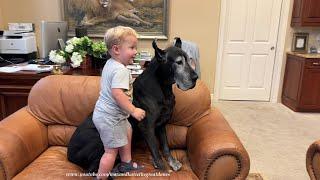 Happy Toddler Climbs Up To Give Gentle Great Dane A Bye Bye Kiss