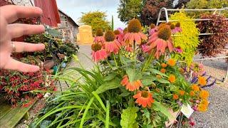 Favorite Perennials for Planting in Containers