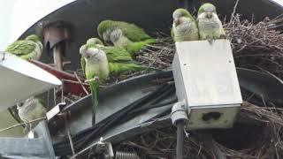 Highrise Living Parakeet Style