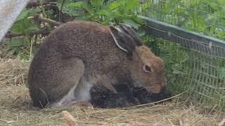 Подглядываем за родами зайца. Не для слабонервных. Макофка. Birth of a hare leverets