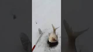 рыбалка на амуре в Хабаровск поймал лещ