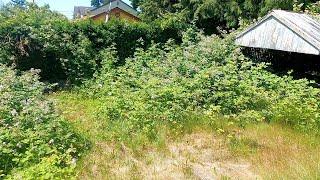 He Was WITNESSING His Property DISAPPEAR Because of Blackberries! Reclaiming OVERGROWN Backyard!