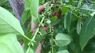 American Persimmon - Identifying Male and Female Flowers