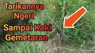 Berkali kali lepas akhirnya dapat juga ikan besar ini