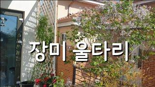 래티스로 장미 울타리 만들었어요~ / pvc 래티스  팬스/