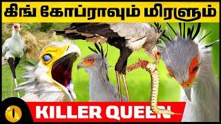 பாம்புகளை மிரட்டும் பறவை  | Secretary Bird | Animaltube Tamil