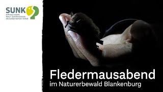 Veranstaltungen mit der SUNK - Fledermausabend im Naturerbewald Blankenburg