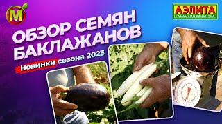 ТОП СЕМЯН БАКЛАЖАНОВ на сезон 2024! Новинки семян для открытого грунта.