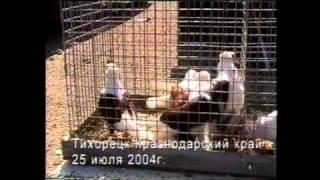БОЙНЫЕ  ГОЛУБИ  РОССИИ