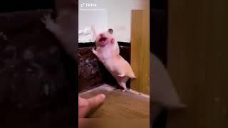 funny animals