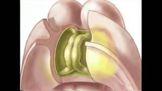 The Helical Heart