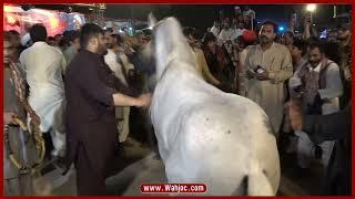 Horse Dance in Actor Wedding In Islamabad | Wahjoc Entertainment