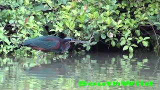 Agami Heron - SouthWild Pantanal Lodge