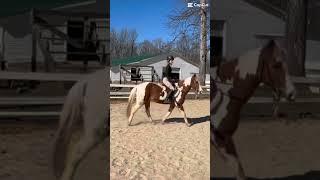 no stirrups  #horse #algorithm