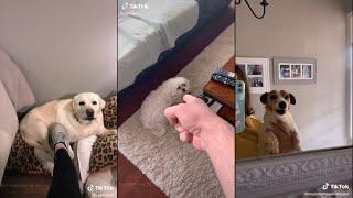 What's the most random thing that triggers your dog | TikTok