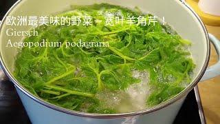 锐眼看世界－－最美味的欧洲野菜！宽叶羊角芹 ／老山芹/Giersch/Aegopodium podagraria