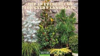 Top 10 Evergreens for Every Landscape