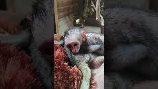 Baby Monkey finds comort in his new friend