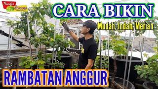 CARA TANAM ANGGUR DALAM POT PART #3 Rambatan Anggur  yang Ideal