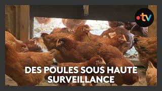 Grippe aviaire : deux fermes expérimentent une surveillance clinique pour éviter l'isolement