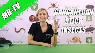 Gargantuan Stick Insects