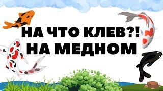 Добротный фарм на медном сейчас? Озеро Медное РР4 / Русская рыбалка 4