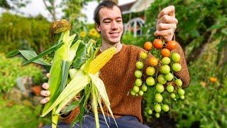 How much food can I grow in one summer? - Final harvests and cooking with fresh fruit and vegetables