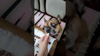 Французский бульдог Марсель. Как дать собаке таблетки? Марсель ест с маслом!