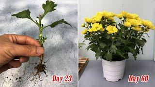 How to grow yellow chrysanthemum from cuttings, fast and easy