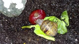 Snail Eating a Grape IN 4K