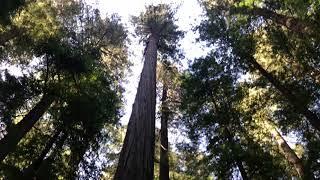 California State Parks: Founders Grove : Humboldt Redwoods State Park