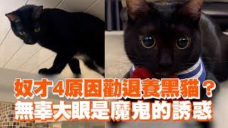 奴才4原因勸退養黑貓？無辜大眼是魔鬼的誘惑｜寵物動物｜貓咪