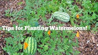 How to Plant Watermelons Successfully?   