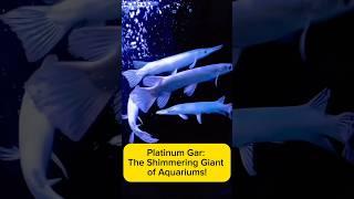 Platinum Gar: The Shimmering Giant of Aquariums! AquaVerse #platinumgar #predatorfish #shorts