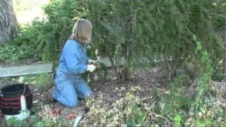 Learn to Prune Bushes.