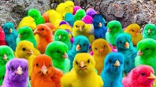 Ayam Lucu, ayam warna warni, ayam rainbow, kelinci lucu, bebek lucu, ikan koi, Hewan Lucu