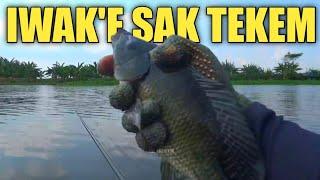 SATU SURO IKAN GAK HAUP TAPI GESER SPOT MALAH PADA DAPAT BABON SEMUA